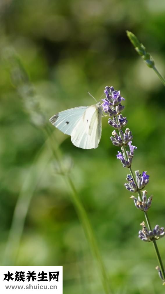 心電圖基礎知識