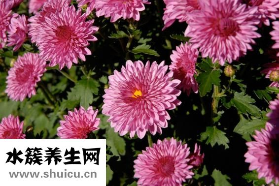 什么花好養(yǎng)又好看