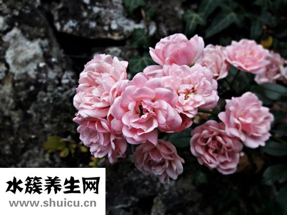 天天吃胡蘿卜的壞處