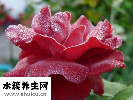 孕婦能喝紅茶嗎