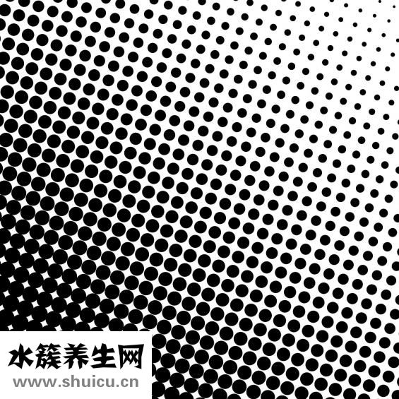 山茶花的功效和作用