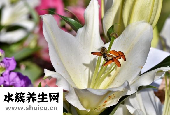 心火旺的癥狀及治療