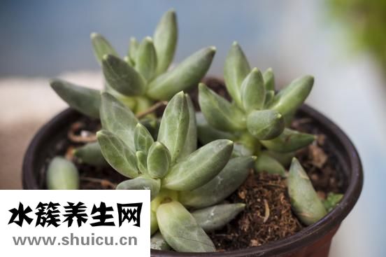 幼兒膳食營養(yǎng)知識