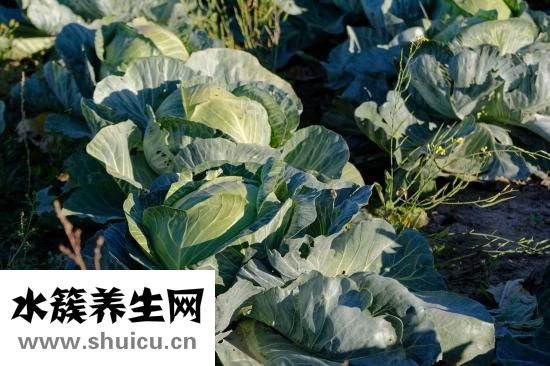 烏雞燉什么湯好喝