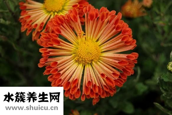 孕婦可以喝菊花茶