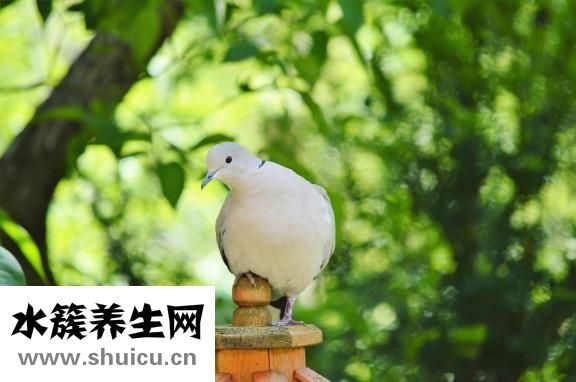 天麻燉鴿子的功效