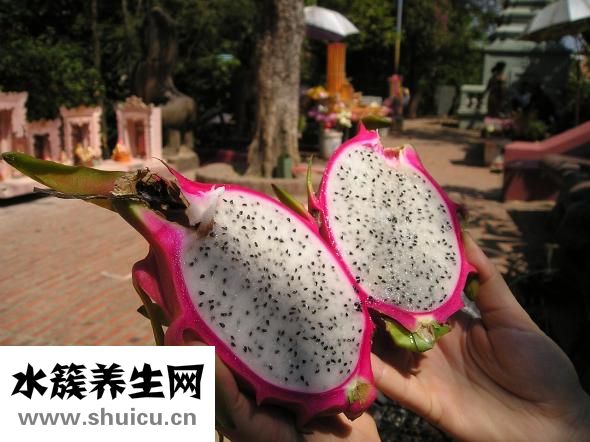 一個火龍果多少克