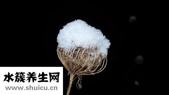 烏雞燉什么湯好喝