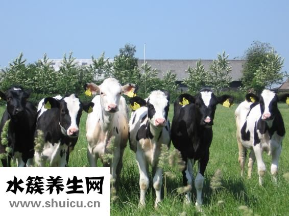 新生兒吃什么奶粉好