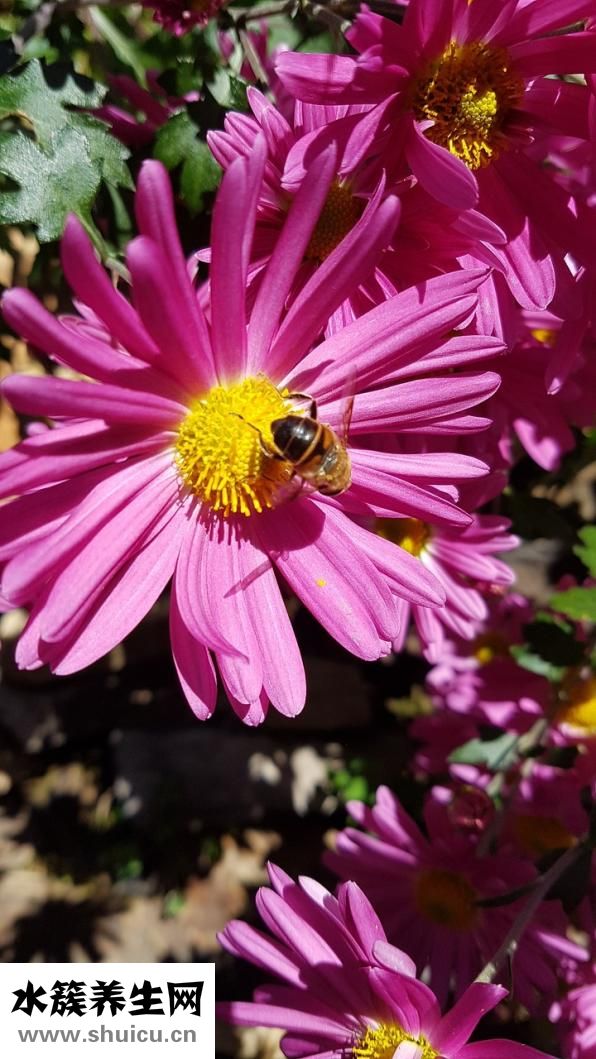 孕婦可以喝菊花茶