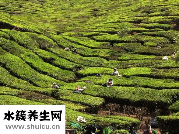 小孩子能喝茶嗎