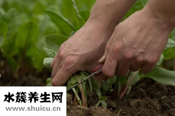 新鮮百合怎么吃