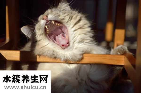 中午午睡多久最好