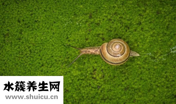 拔絲山藥怎么做