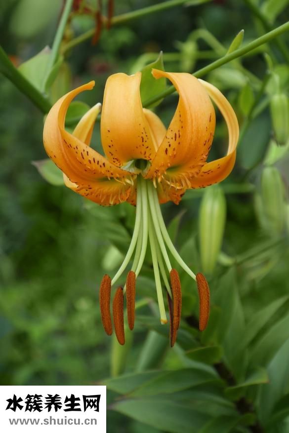 新鮮百合怎么吃