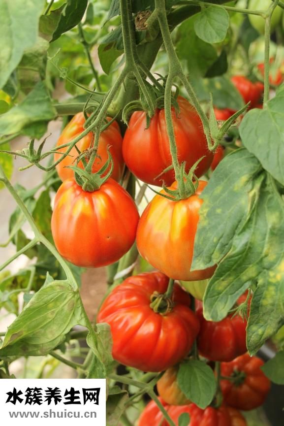 什么食物含葉酸最多