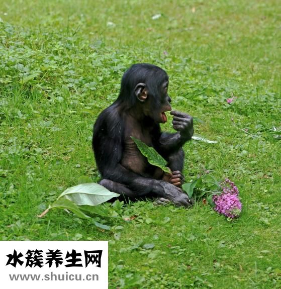 嬰幼兒預防針一覽表