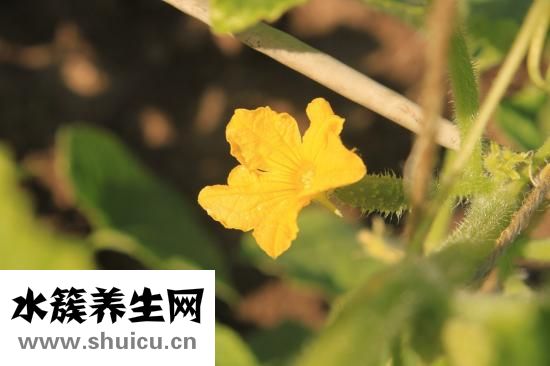 新版痛風特效藥