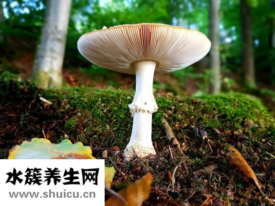 雪耳蓮子百合糖水