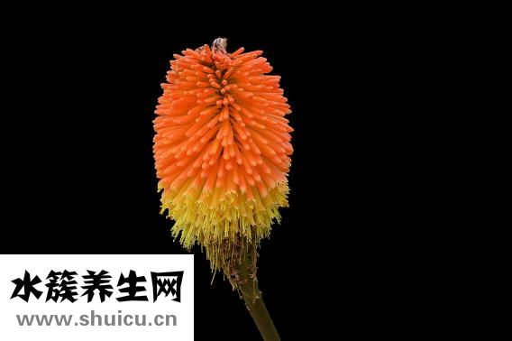 泡疹自己怎么治療