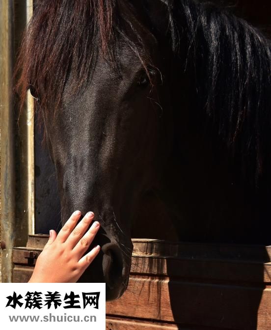 疏風(fēng)再造丸