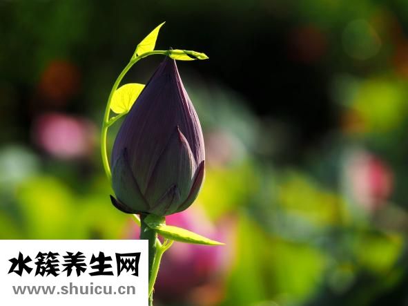 一吃辣就拉肚子