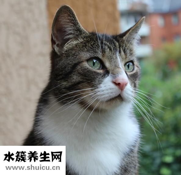 鵪鶉蛋的家常做法