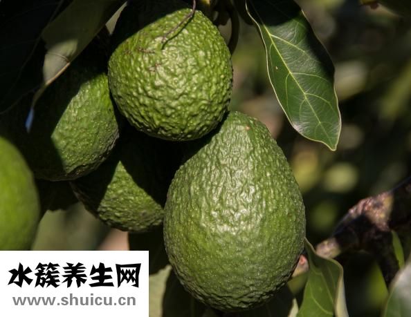 薏仁的功效與作用