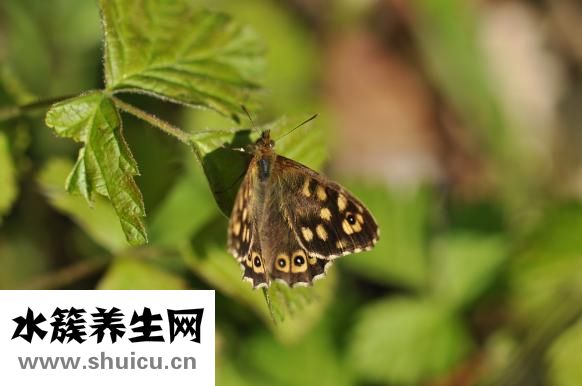 珍珠粉面膜怎么做