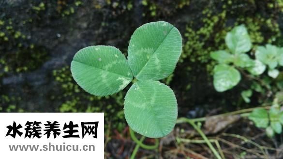 蛇纏腰早期癥狀圖片