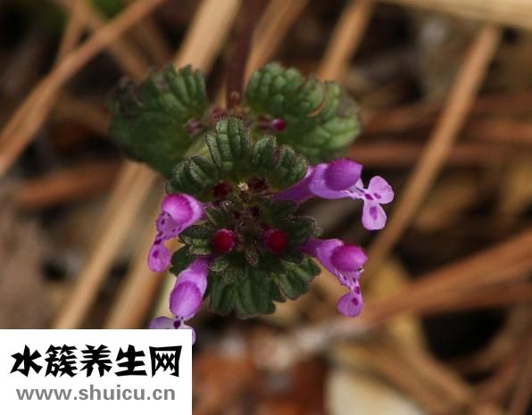 孕婦能吃蘆筍嗎