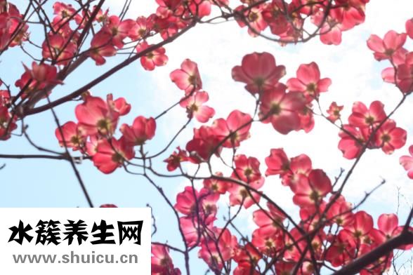 櫻花有什么作用