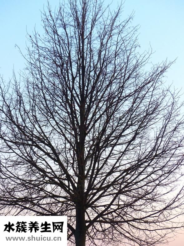 蛇纏腰早期癥狀圖片