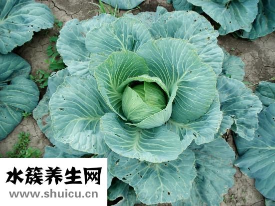 油潑面的正宗做法