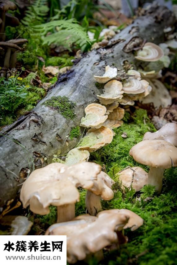 雪耳蓮子百合糖水