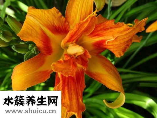 雪耳蓮子百合糖水