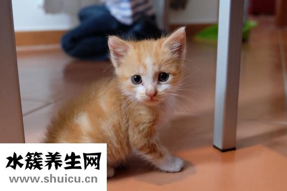 胃咕咕叫是什么原因