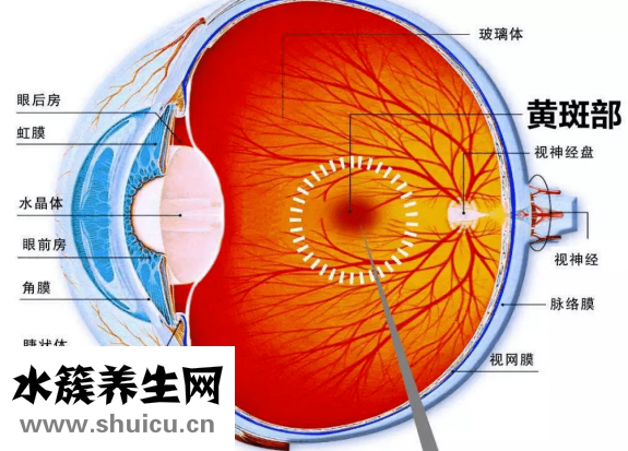 視網(wǎng)膜效應