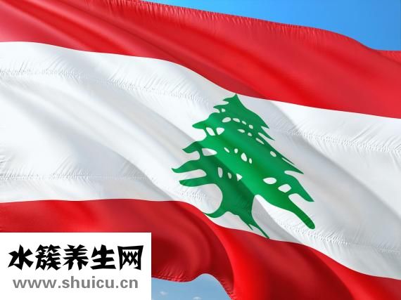 柳葉的作用與功效