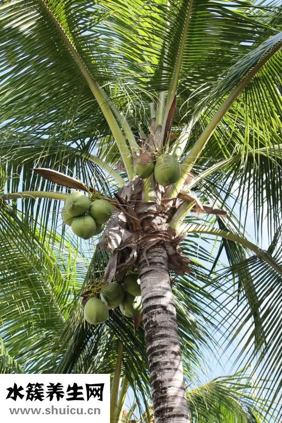 椰子水能凈化羊水嗎