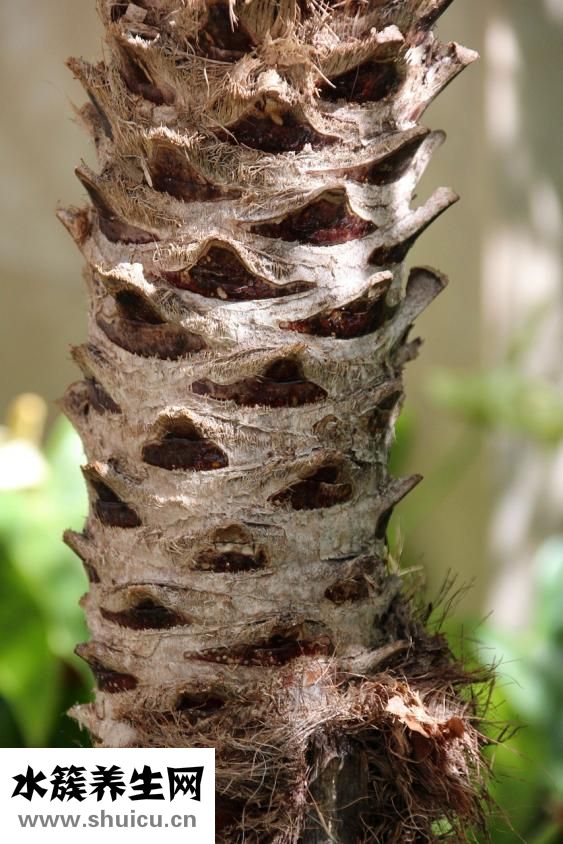 視網(wǎng)膜效應