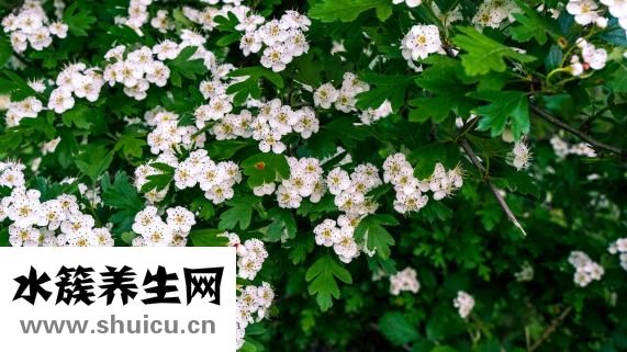 血糖高能吃山楂嗎