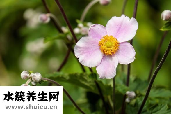 金桔蜂蜜水的功效