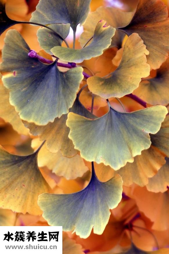 腰果多少錢一斤