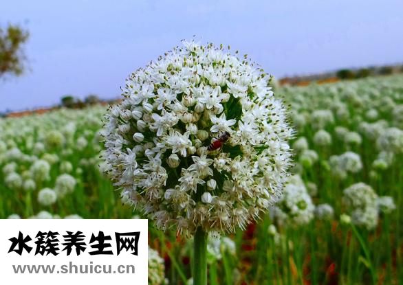 田七菜怎么做好吃