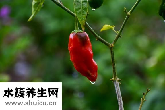 生根粉怎么配制