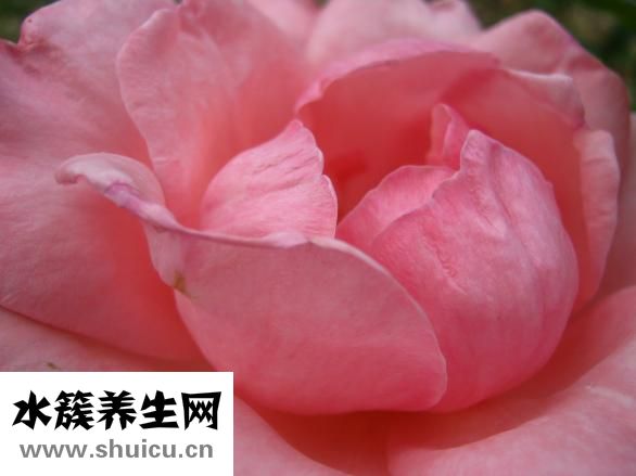 玫瑰花茶的泡法