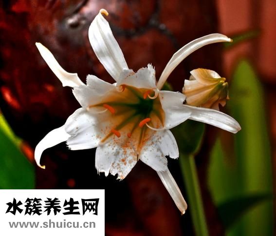 茉莉的功效與作用