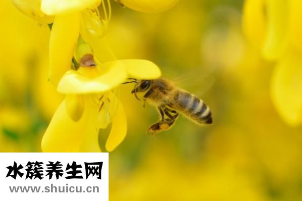 生姜擦臉能祛斑嗎