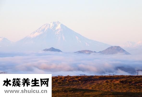 鴨心的功效與作用